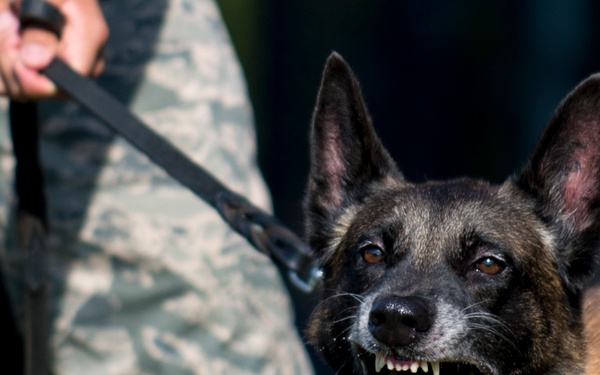 Airman’s best friend—the military working dog