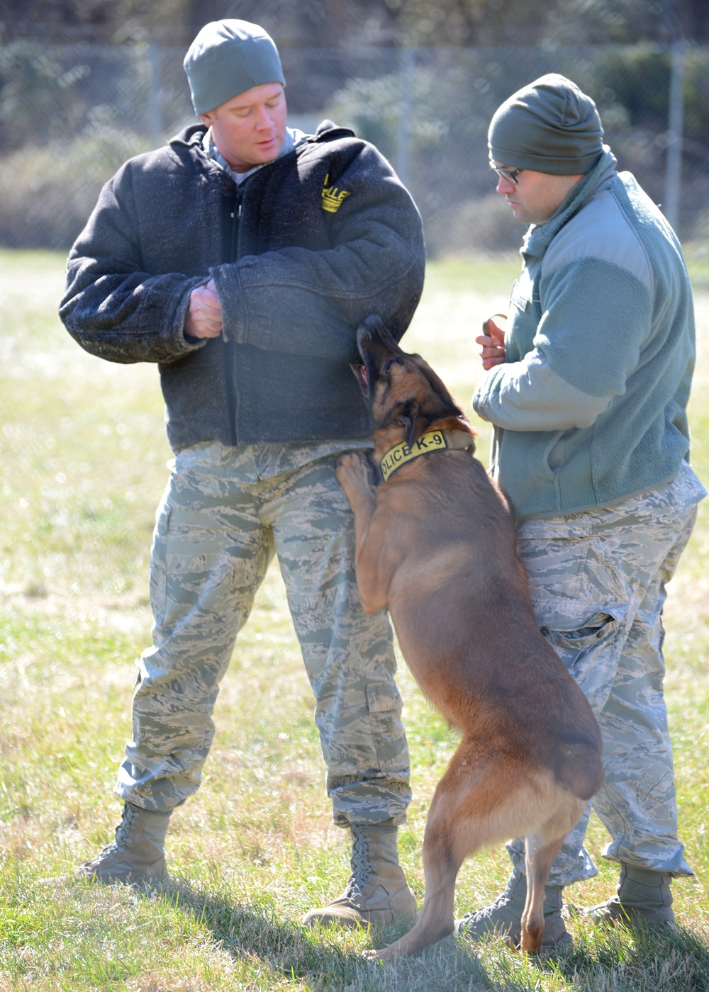 Police dog demonstration