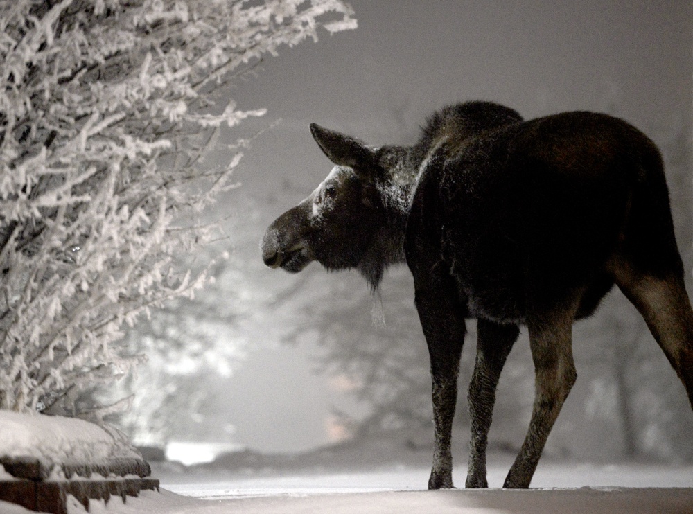 Moose at JBER