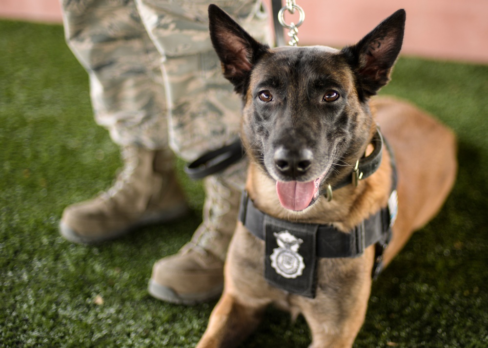 Day in the life–military working dog