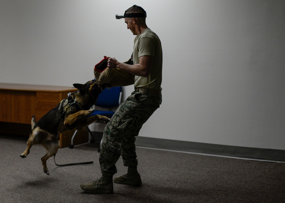 Day in the life–military working dog