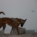 Deployed 380 ESFS Military Working Dogs develop, detect, deter, defend