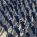 DoD conducts inaugaral parade rehearsal