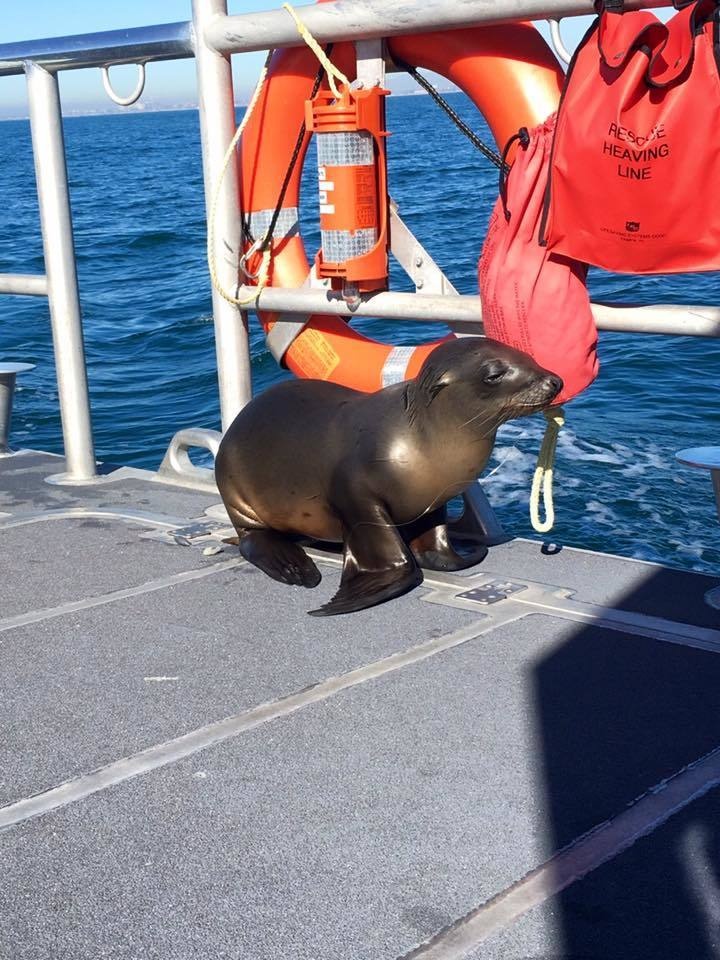 Coast Guard crew rescues entangled juvenile sea lion