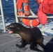 Coast Guard crew rescues entangled juvenile sea lion