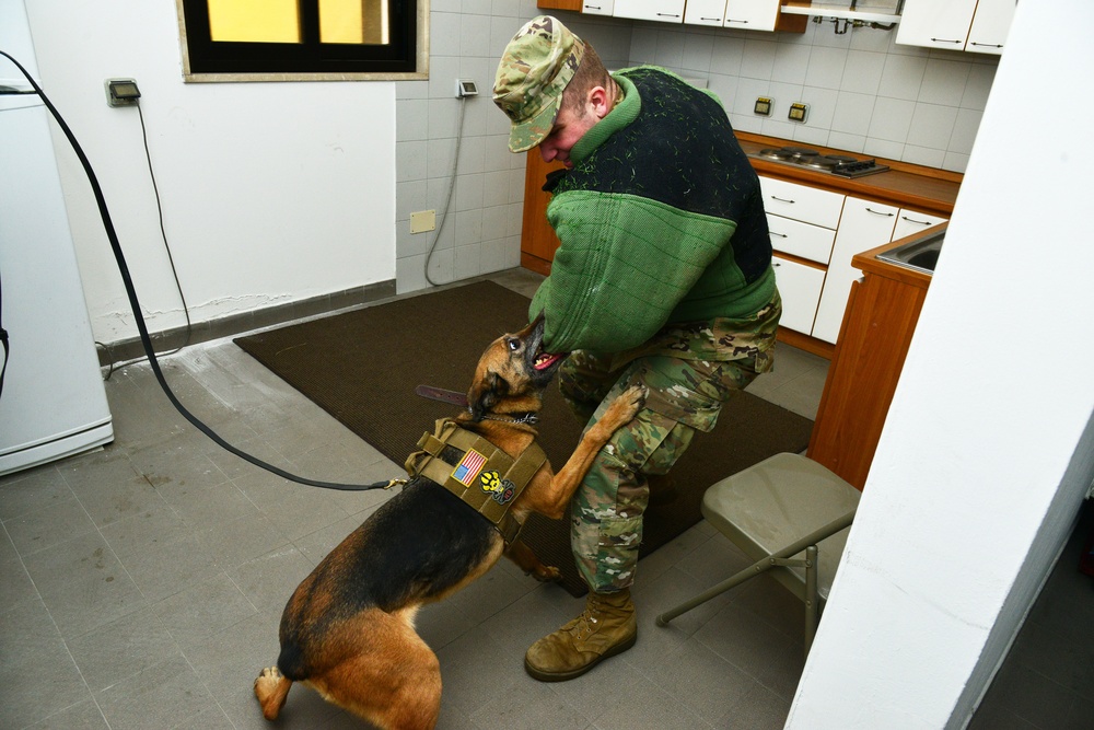 U.S. and Italian Military Working Dogs