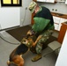 U.S. and Italian Military Working Dogs