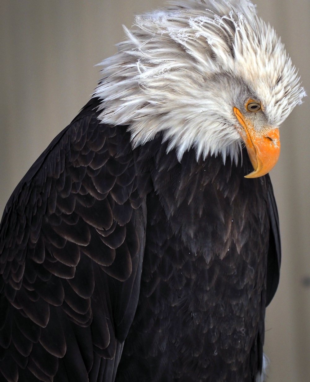 JBER Bald Eagle Aviary