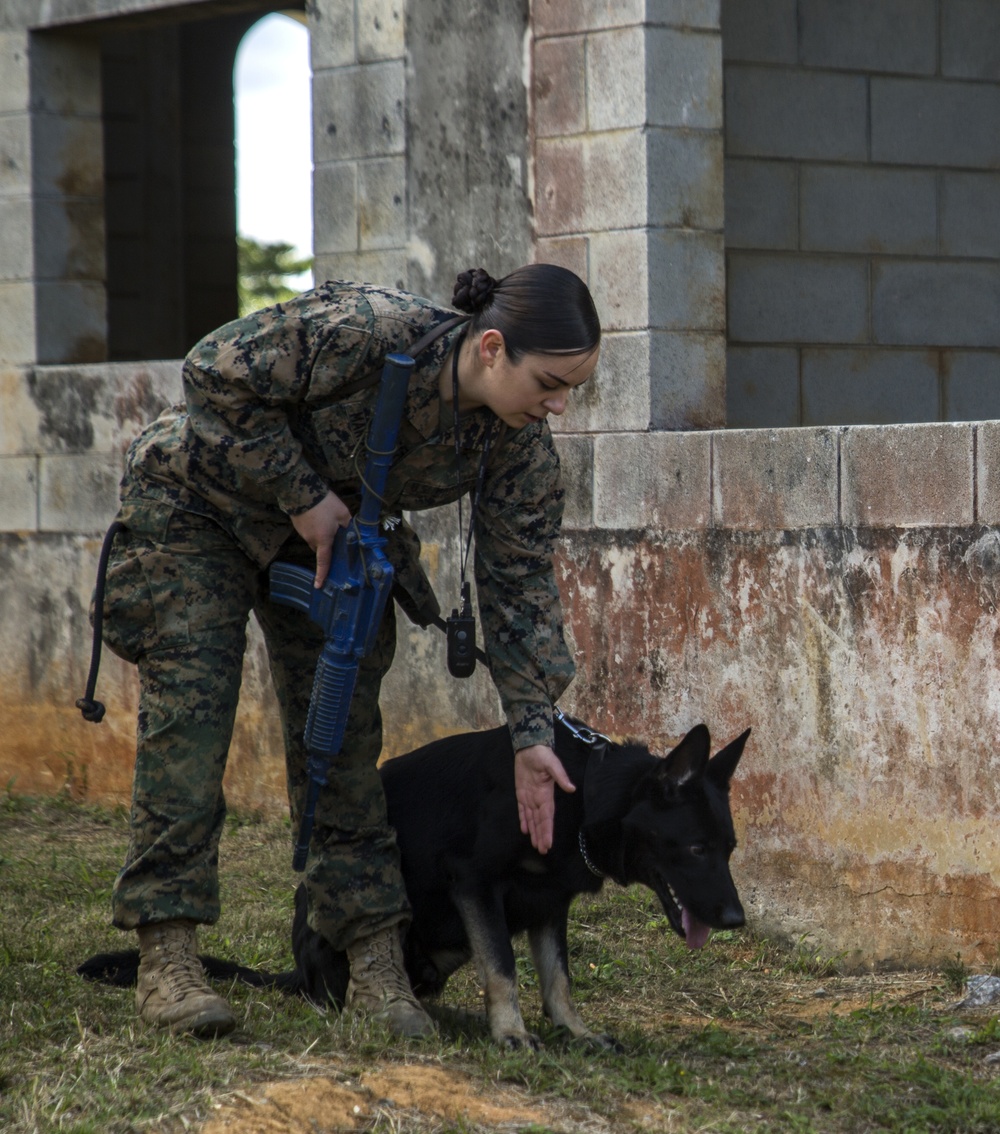 Military working dogs train to fight tonight