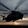Marines return to USS Mesa Verde A large military helicopter, consistent with a Sikorsky CH-53E Super Stallion, is captured in silhouette during takeoff or landing at dusk or dawn. The rotor blades show significant motion blur, indicating active rotation at high speed. The scene appears to be on a flat surface, possibly a ship deck or airfield, with a vehicle visible in the background.