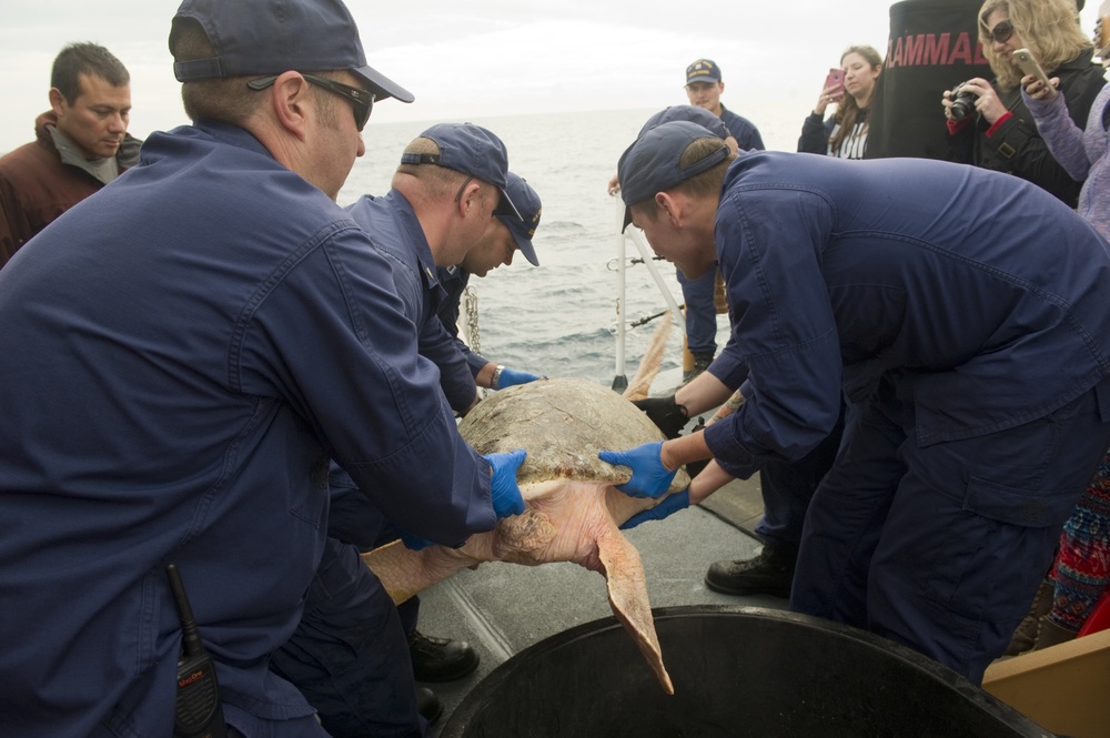 Coast Guard Cutter Cushing crew helps release 27 sea turtles