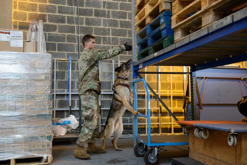 Military Working Dog and Handler Train in a Hangar
