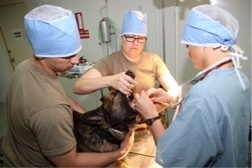 Army Vets are making cuts to save the lives of animals in the AOR.