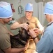Army Vets are making cuts to save the lives of animals in the AOR.