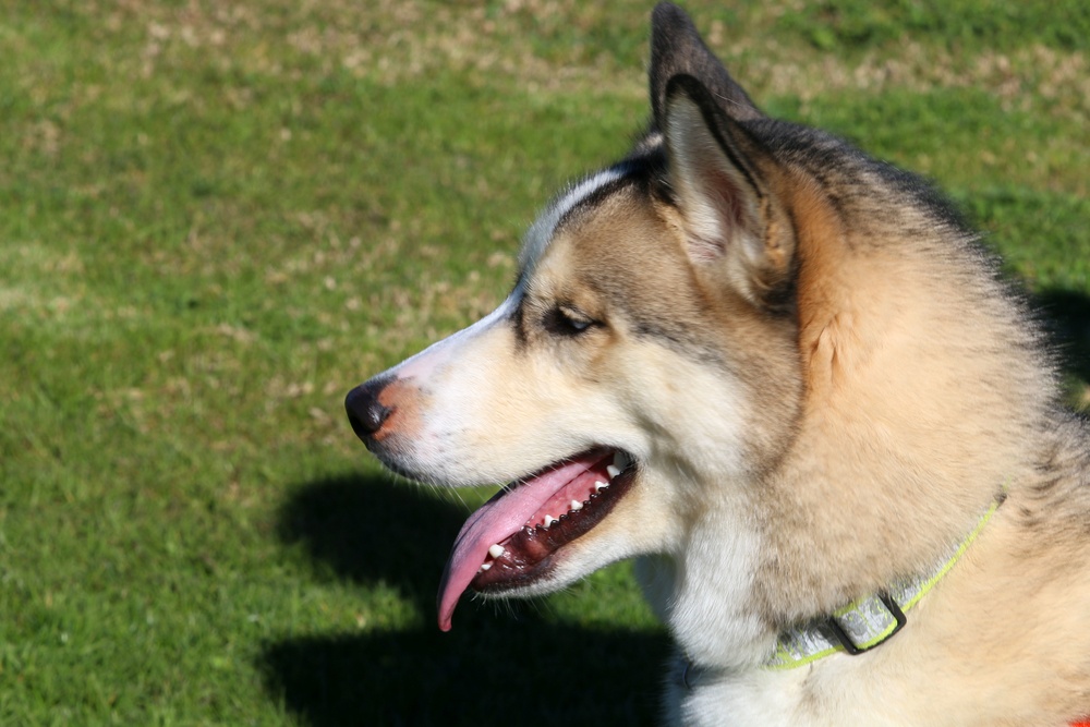 Camp Pendleton Hosts Tails and Trails 5k Dog Walk