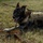 Military working dogs train to fight tonight