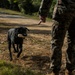 Military working dogs train to fight tonight