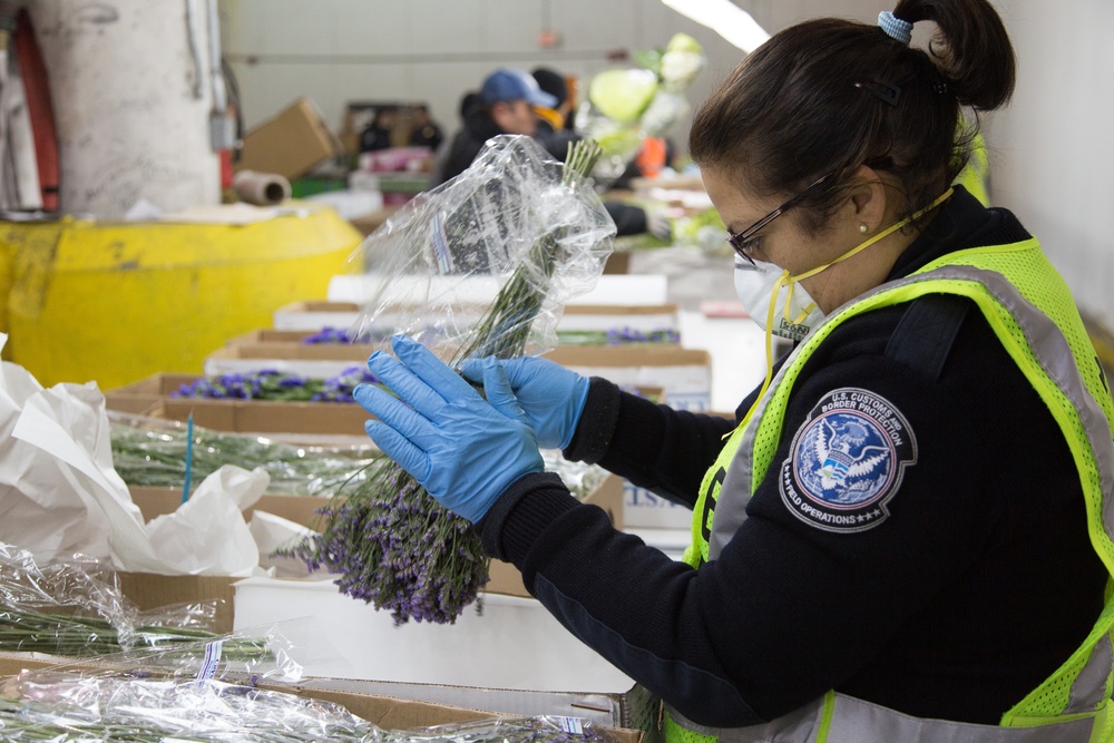 CBP Flower Inspection