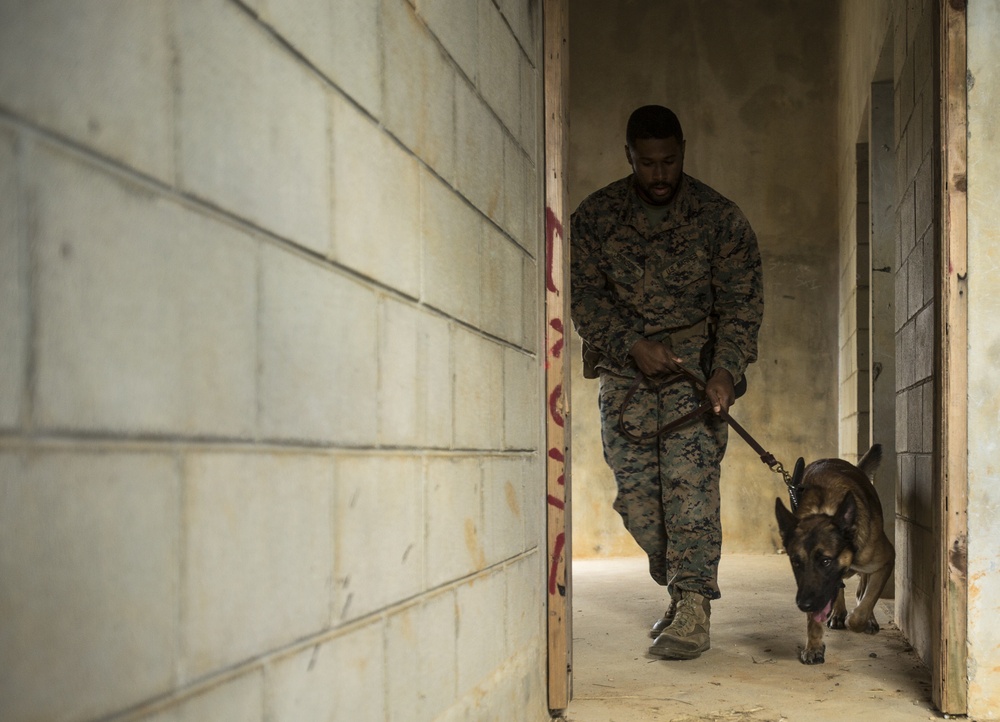 How man’s best friend becomes closest ally
