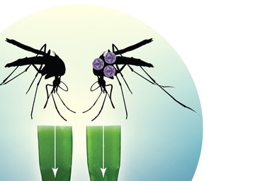 DiagnoSkeeter: Diagnosing Mosquito-Borne Viruses &quot;On the Fly&quot;
