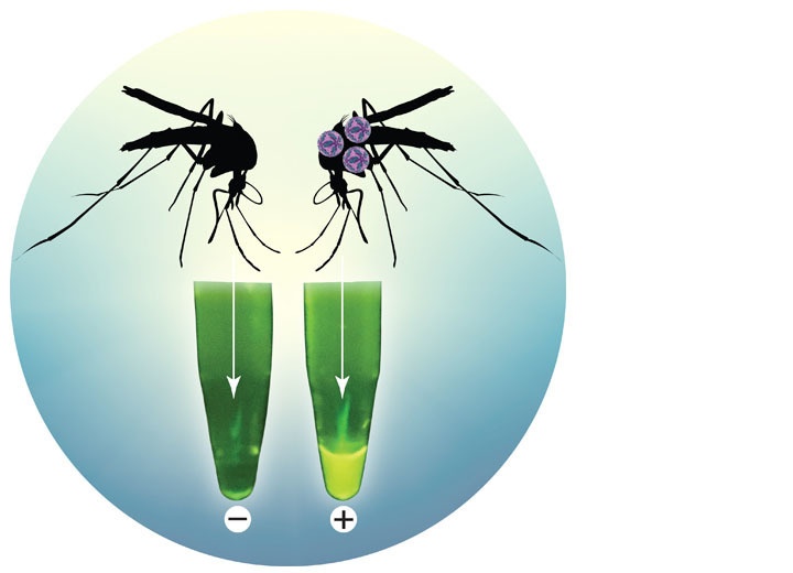 Diagnoskeeter: Diagnosing Mosquito-Borne Viruses ‘On the Fly’