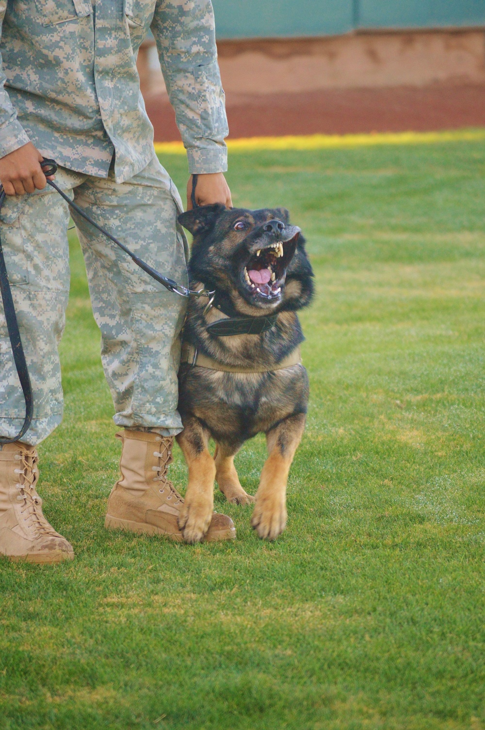 K-9 demonstration thrills Phoenix high school students