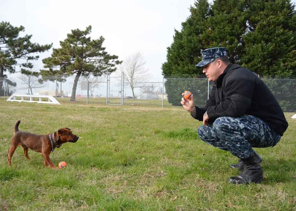 Drug Detector K-9 Certification Begins