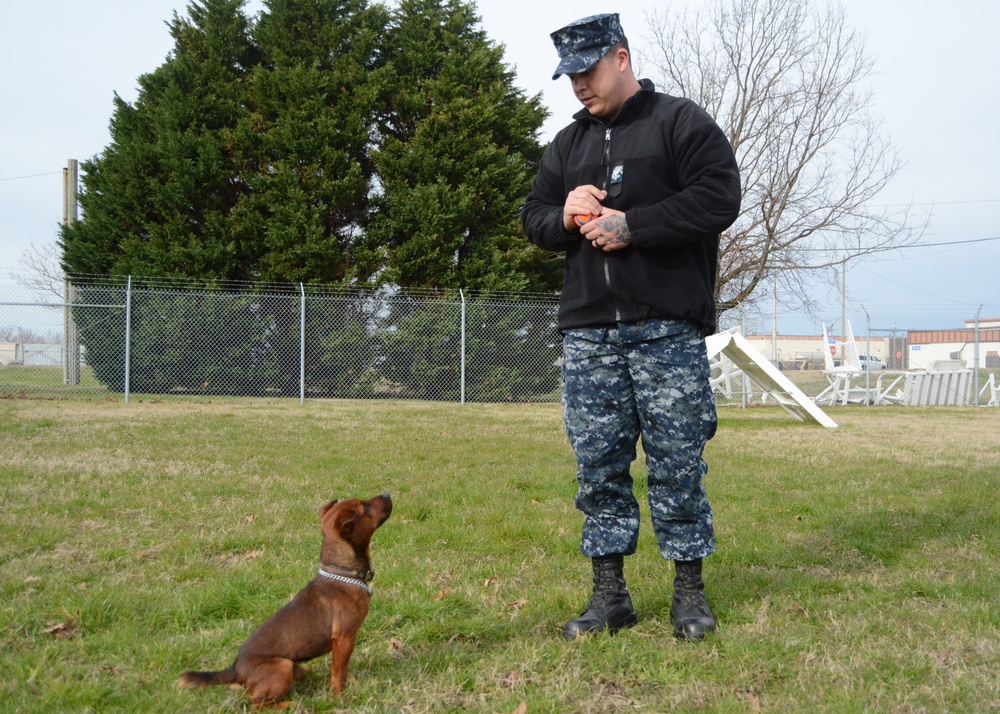 Drug Detector K-9 Certification Begins