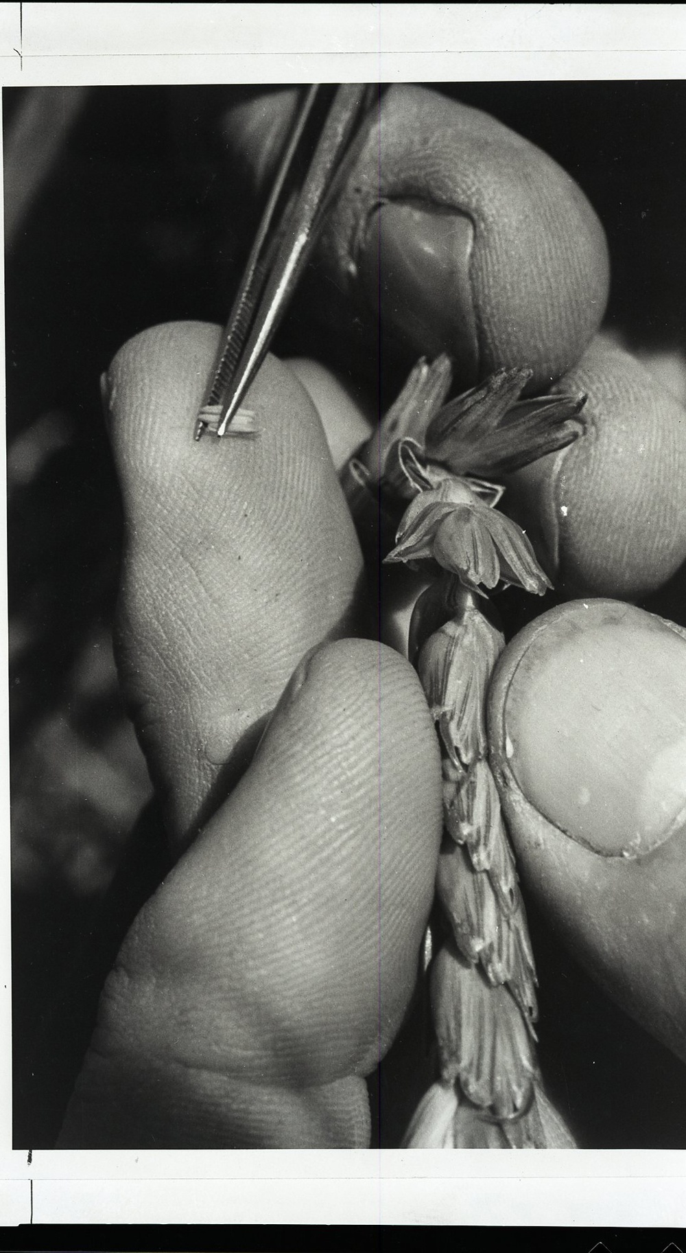 Negative Only - Mixed Regions