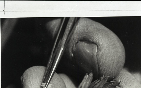 Negative Only - Mixed Regions