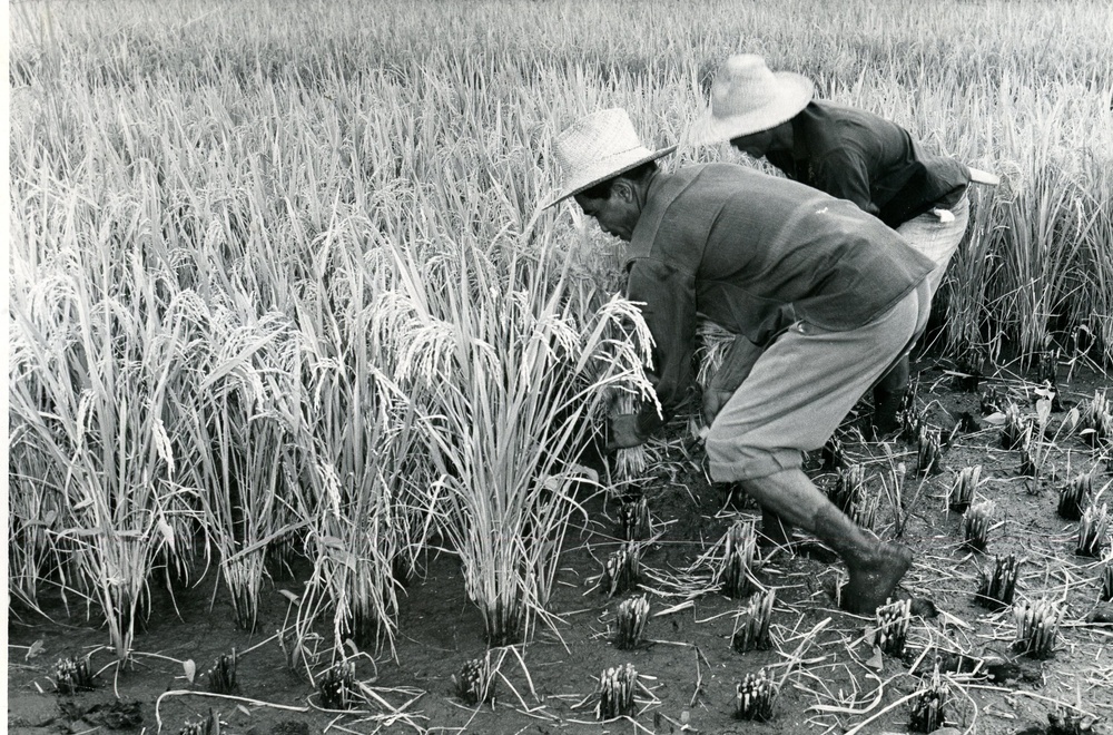 Philippines - Agriculture