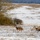 Deers cross an open field