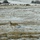 Deers cross an open field