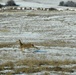 Deers cross an open field