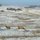 Deers cross an open field