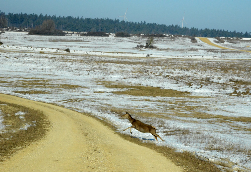 Deers cross an open field