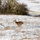 Deers cross an open field