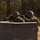 Frag out; Marines participate in grenade assault course Two military personnel in camouflage uniforms and helmets are positioned behind a cinder block wall, aiming rifles in a tactical firing position. The setting appears to be a training range or exercise area with sparse woodland in the background. The soldiers are using the wall as cover while engaging targets in what appears to be a live-fire or tactical training exercise.