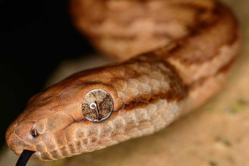 Conservation is for the Sake of the Snake at Fort Buchanan