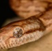 Conservation is for the Sake of the Snake at Fort Buchanan