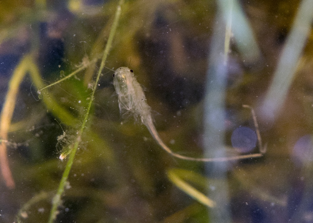 Western Spadefoot Toad Habitat Survey