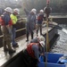 Corps team rescues white sturgeon at Chittenden Locks