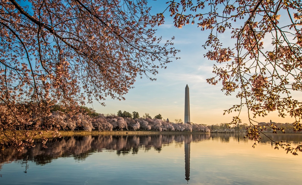 Army Corps' connection to District of Columbia cherry trees