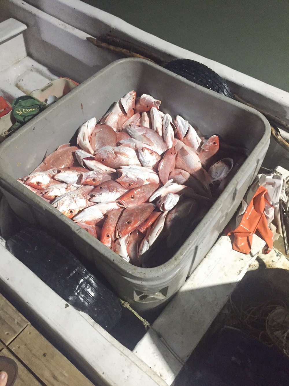 Lancha and 300 red snapper seized