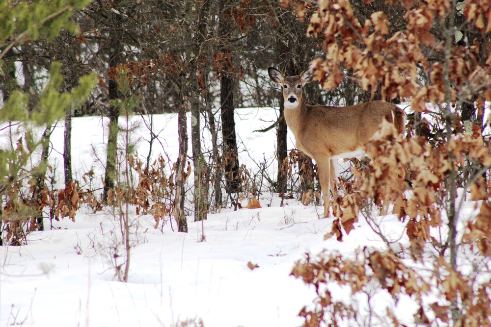 Whitetail deer at Fort McCoy