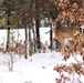 Whitetail deer at Fort McCoy