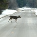 Whitetail deer at Fort McCoy