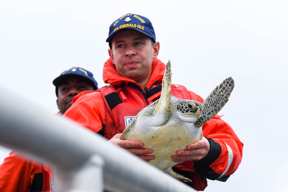 Sea Turtle Release