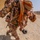 Exercise Sea Soldier '17: US-Oman MOUT Training
