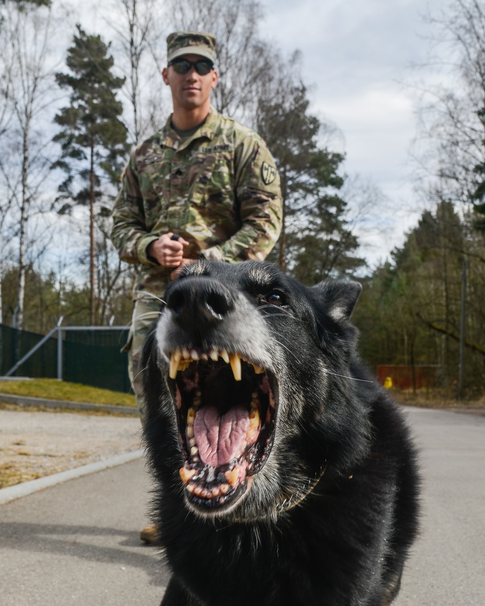 Military Working Dog practices Controlled Aggression